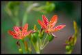 CRW_8508 Fluorescent Flowers